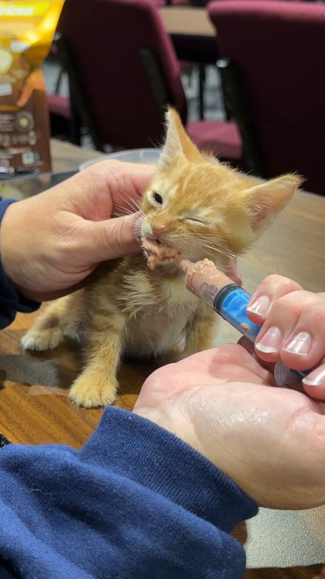Mewtual Chaos Cat Sanctuary