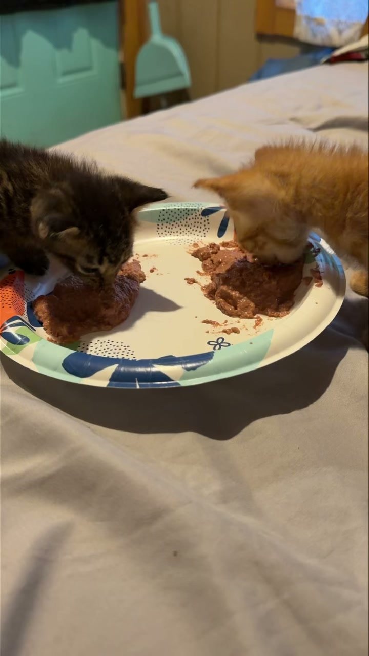Mewtual Chaos Cat Sanctuary