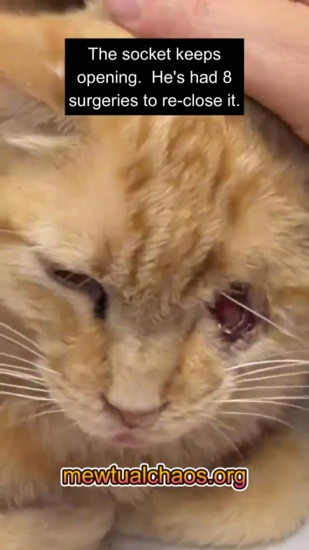 Mewtual Chaos Cat Sanctuary