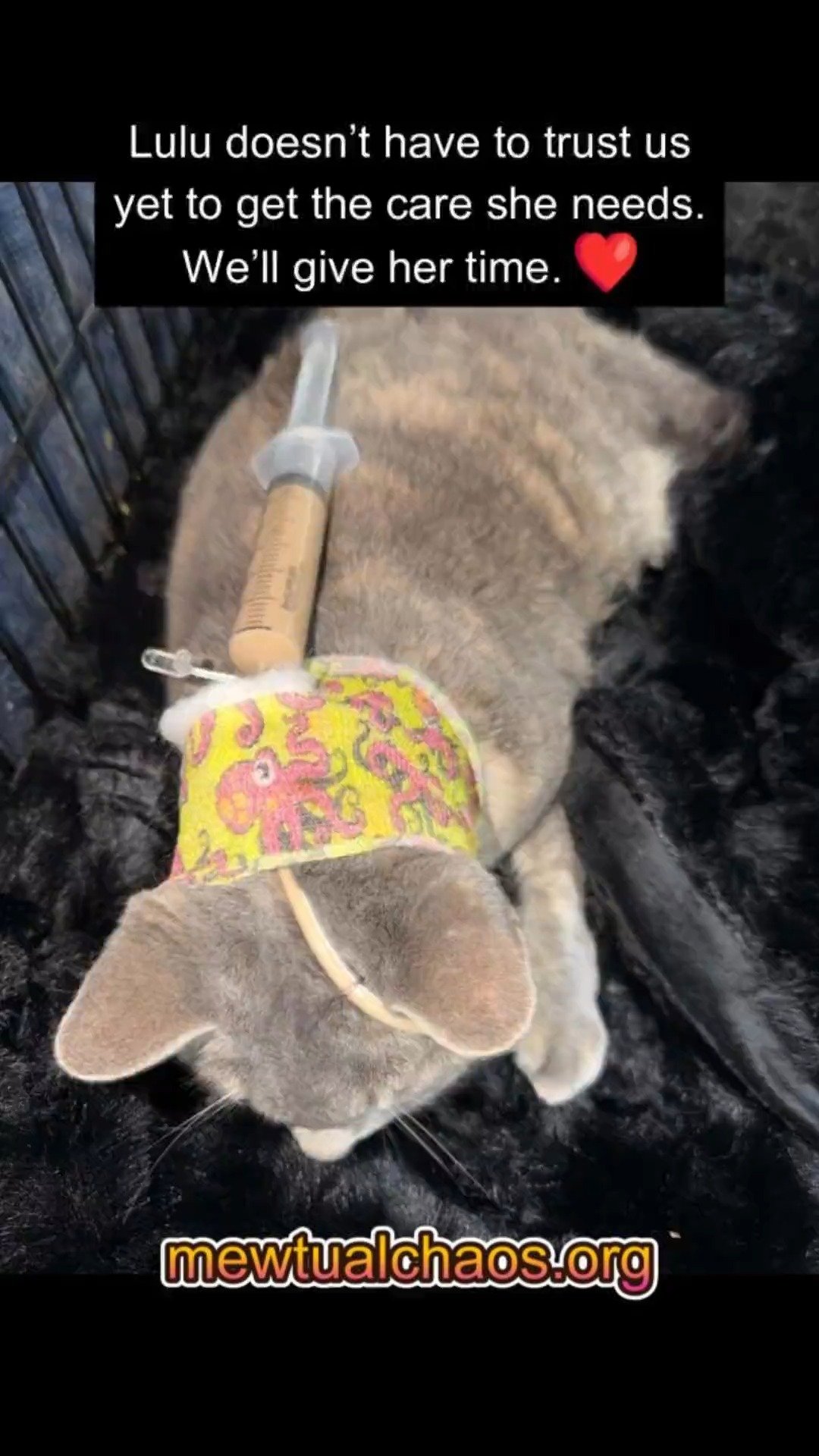 Mewtual Chaos Cat Sanctuary