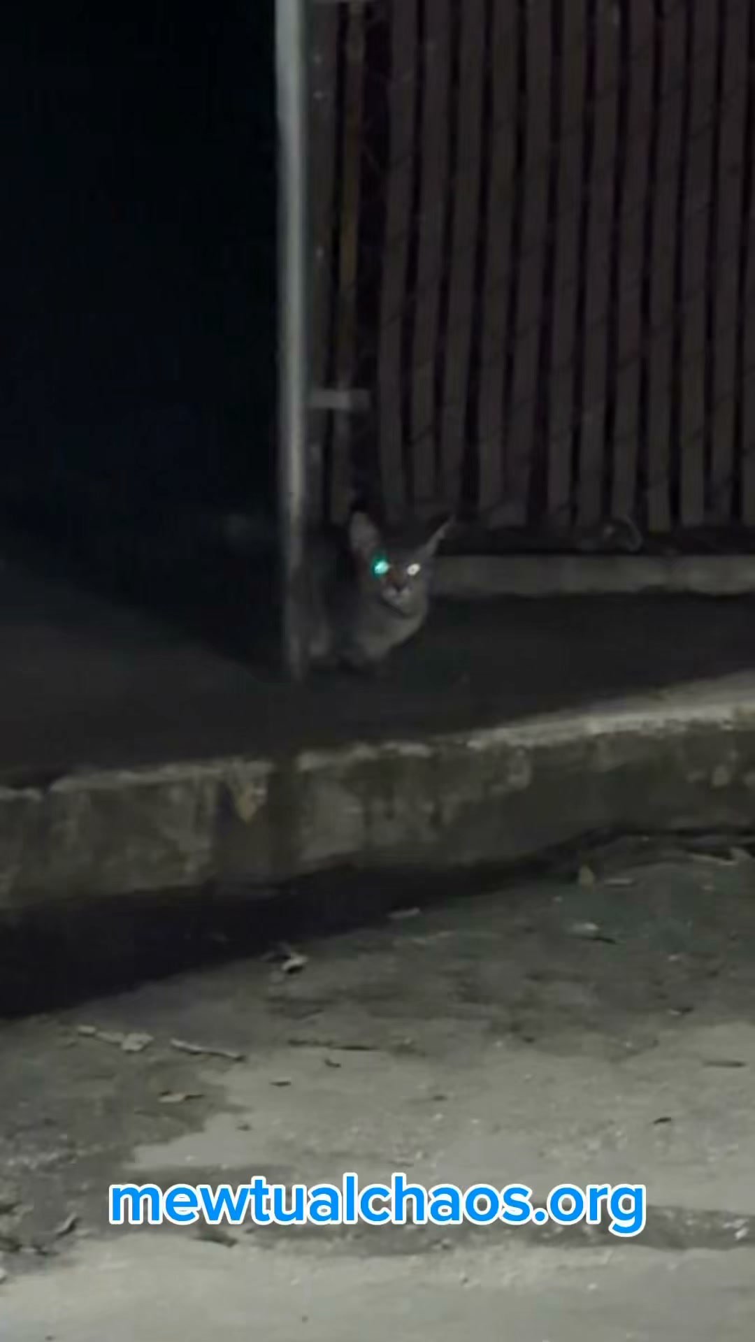 Mewtual Chaos Cat Sanctuary
